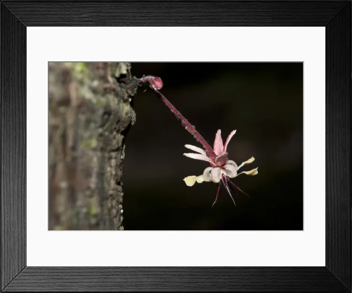 Framed Print : Picture No. 12019767 Framed Print : Picture No. 12019767