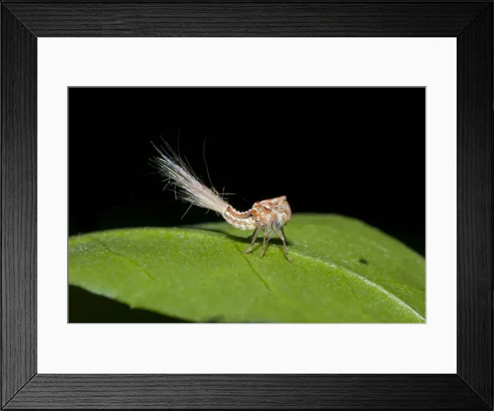 Framed Print : Picture No. 12019768 Framed Print : Picture No. 12019768