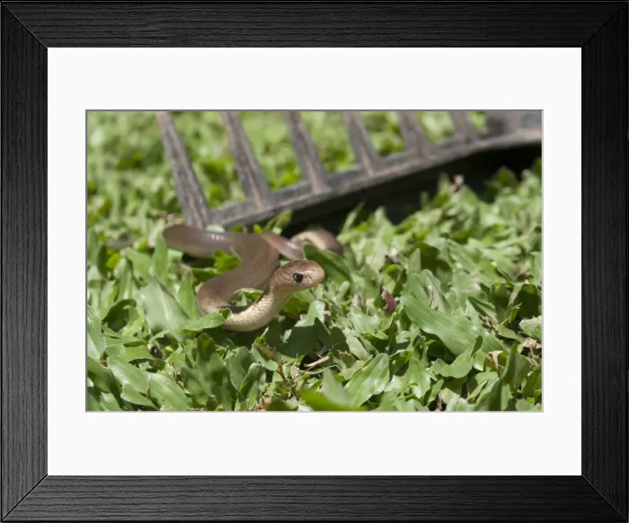 Framed Print : Picture No. 12019769 Framed Print : Picture No. 12019769