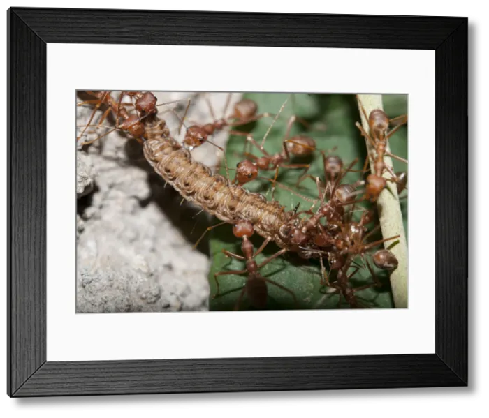 Framed Print : Picture No. 12019770 Framed Print : Picture No. 12019770