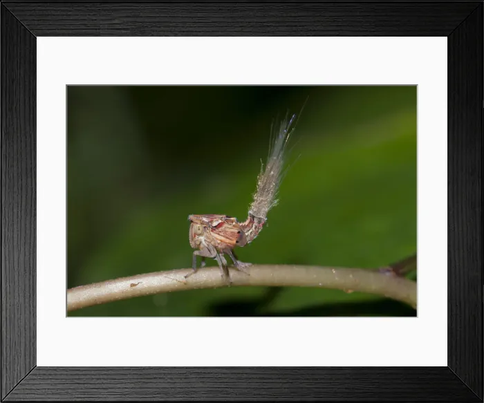 Framed Print : Picture No. 12019771 Framed Print : Picture No. 12019771