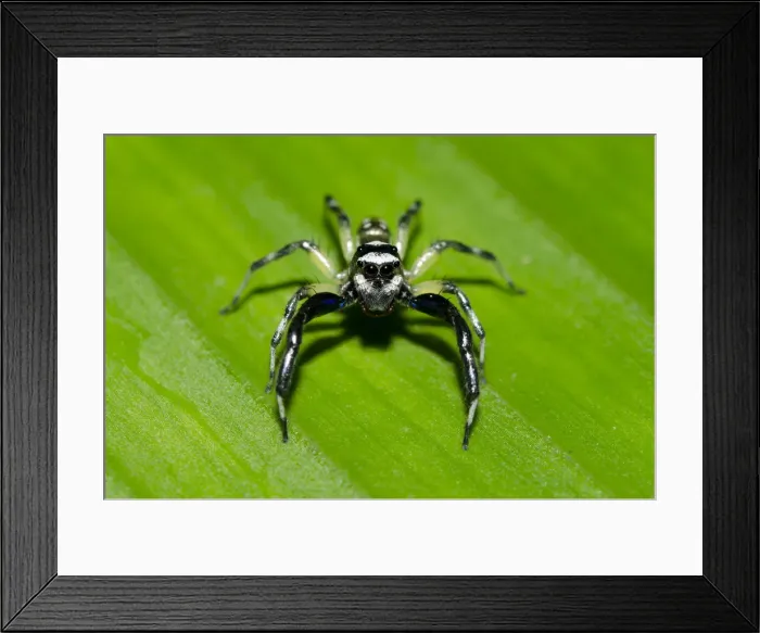Framed Print : Picture No. 12019773 Framed Print : Picture No. 12019773