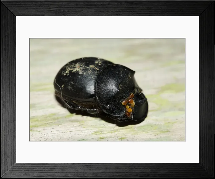 Framed Print : Picture No. 12019772 Framed Print : Picture No. 12019772