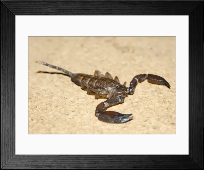 Framed Print : Picture No. 12019774 Framed Print : Picture No. 12019774