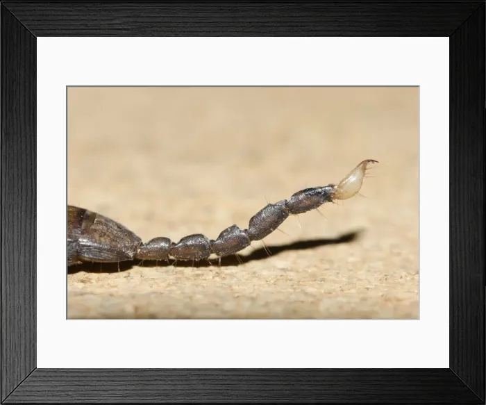 Framed Print : Picture No. 12019775 Framed Print : Picture No. 12019775