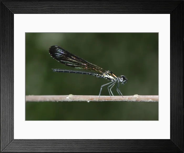 Framed Print : Picture No. 12019776 Framed Print : Picture No. 12019776
