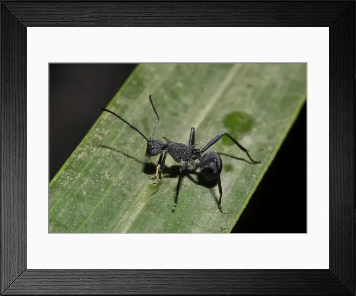 Framed Print : Picture No. 12019777 Framed Print : Picture No. 12019777