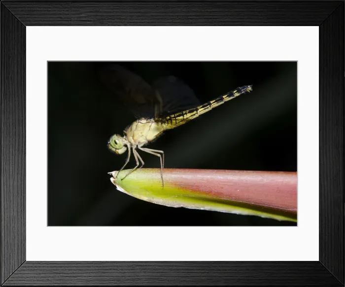 Framed Print : Picture No. 12019778 Framed Print : Picture No. 12019778