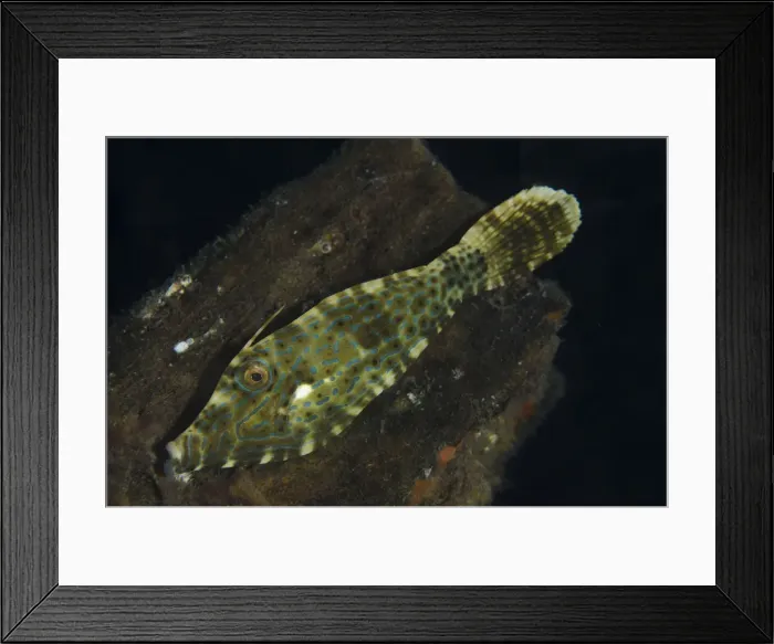 Framed Print : Picture No. 12019782 Framed Print : Picture No. 12019782