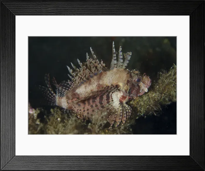 Framed Print : Picture No. 12019783 Framed Print : Picture No. 12019783