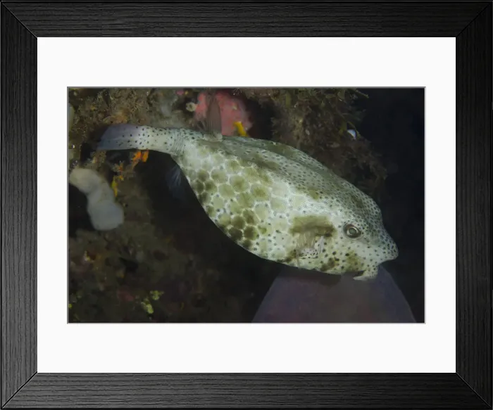 Framed Print : Picture No. 12019784 Framed Print : Picture No. 12019784