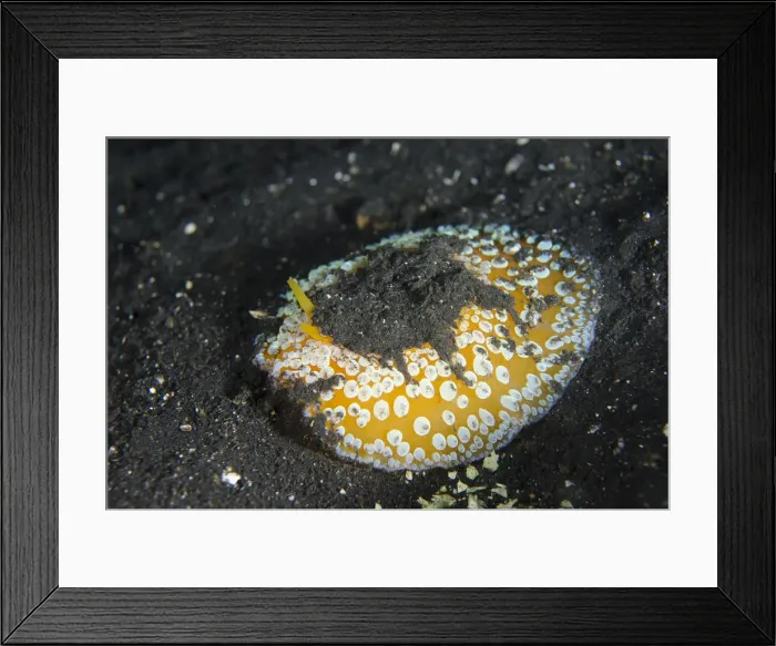 Framed Print : Picture No. 12019786 Framed Print : Picture No. 12019786