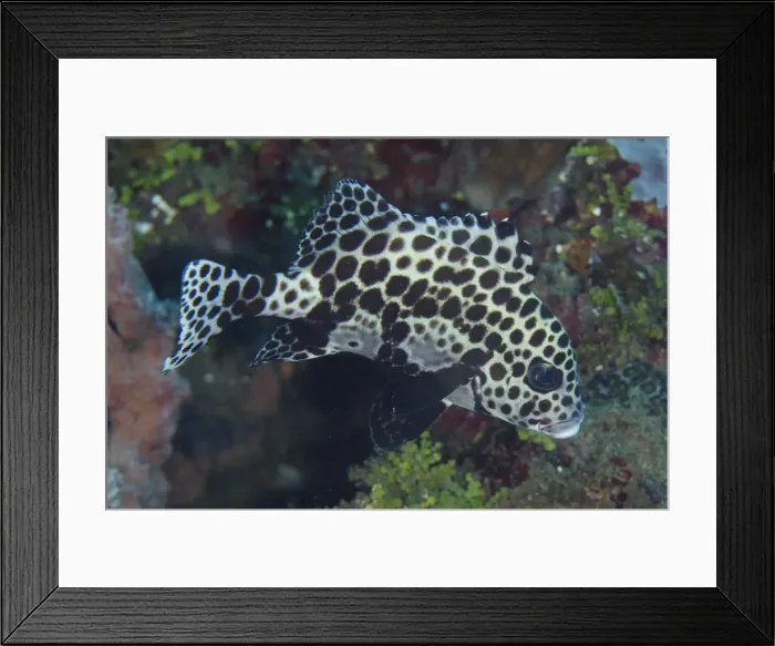 Framed Print : Picture No. 12019787 Framed Print : Picture No. 12019787