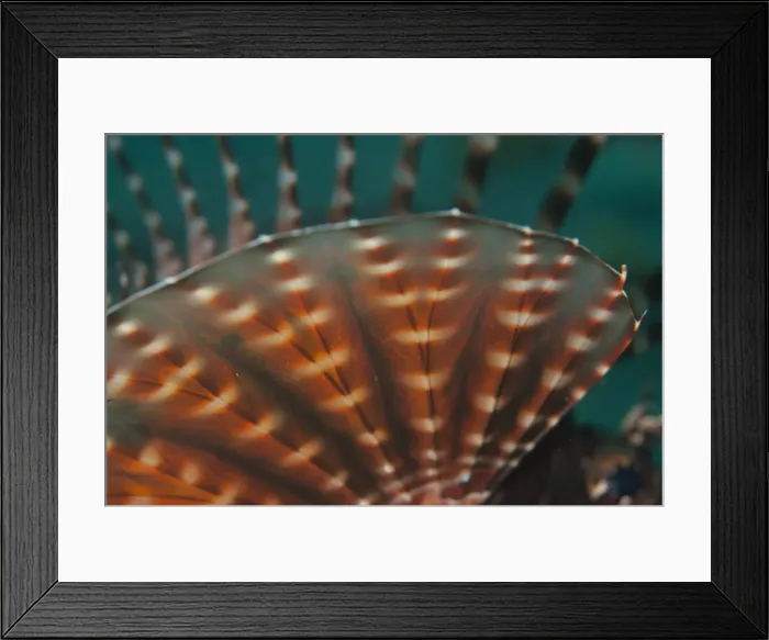 Framed Print : Picture No. 12019790 Framed Print : Picture No. 12019790