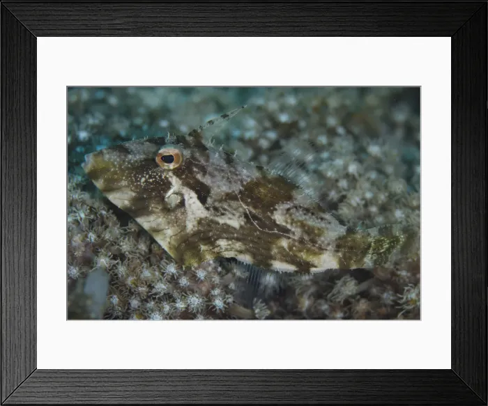 Framed Print : Picture No. 12019791 Framed Print : Picture No. 12019791
