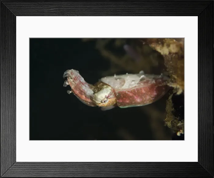 Framed Print : Picture No. 12019794 Framed Print : Picture No. 12019794