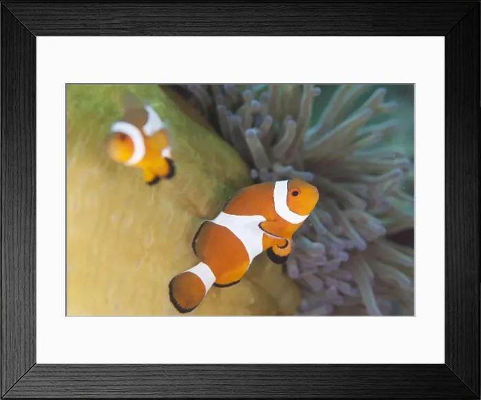 Framed Print : Picture No. 12019795 Framed Print : Picture No. 12019795