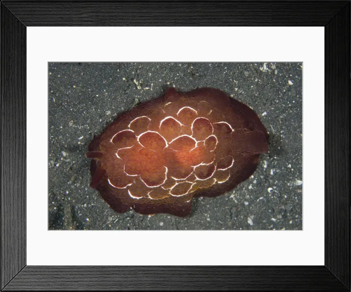 Framed Print : Picture No. 12019796 Framed Print : Picture No. 12019796