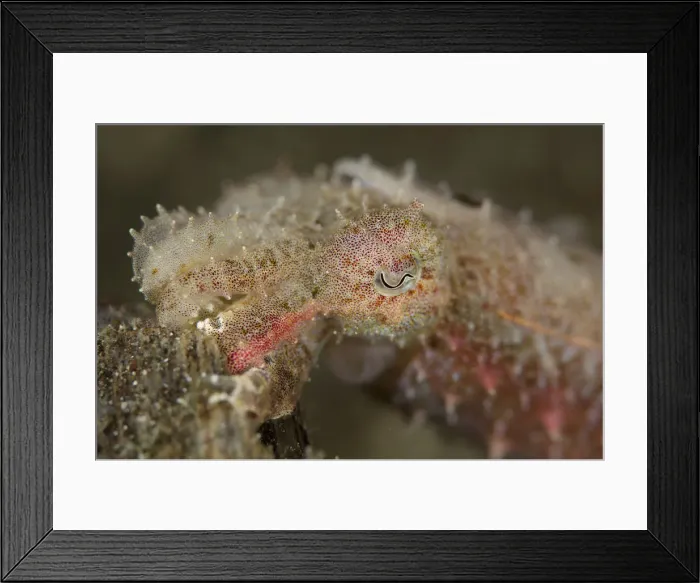 Framed Print : Picture No. 12019797 Framed Print : Picture No. 12019797