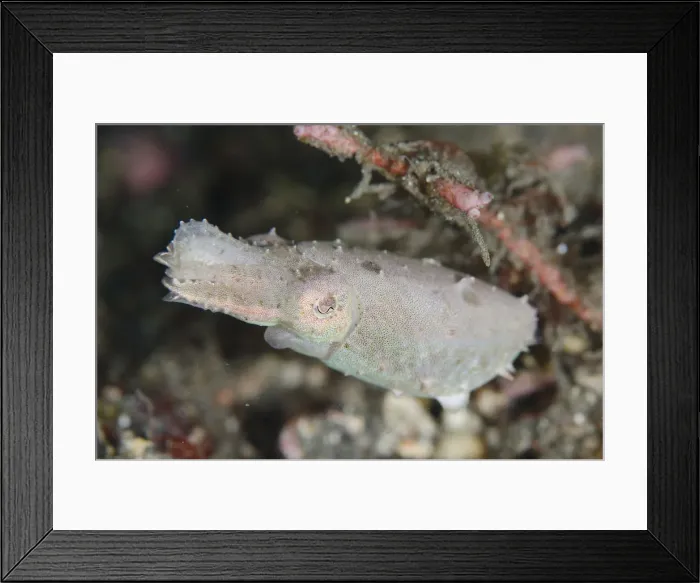 Framed Print : Picture No. 12019798 Framed Print : Picture No. 12019798