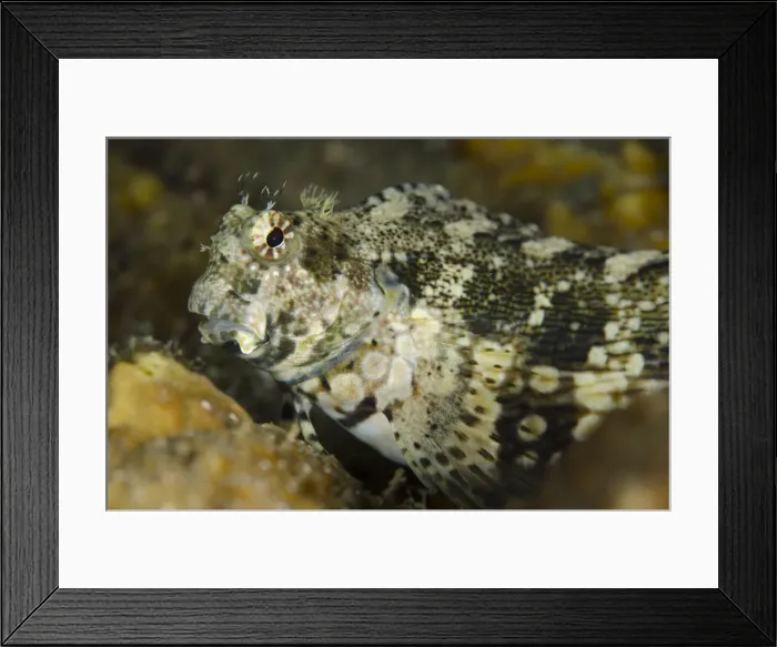 Framed Print : Picture No. 12019800 Framed Print : Picture No. 12019800