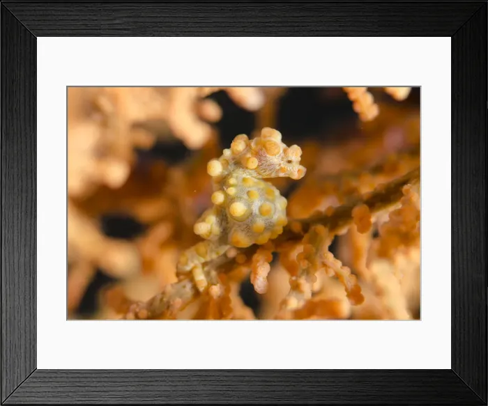 Framed Print : Picture No. 12019801 Framed Print : Picture No. 12019801
