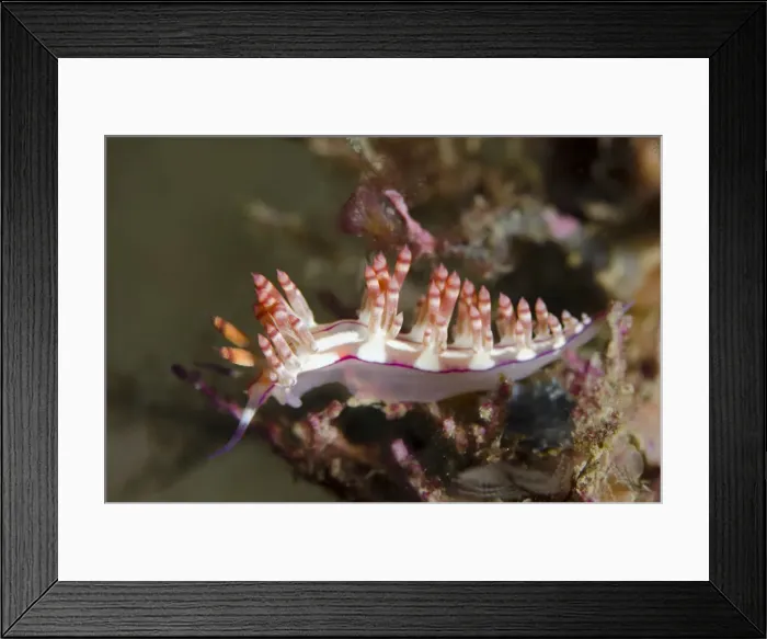 Framed Print : Picture No. 12019802 Framed Print : Picture No. 12019802