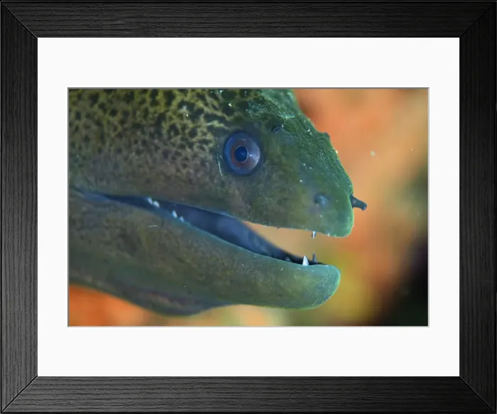 Framed Print : Picture No. 12019804 Framed Print : Picture No. 12019804
