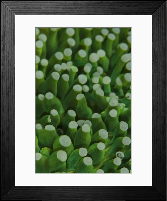 Framed Print : Picture No. 12019805 Framed Print : Picture No. 12019805