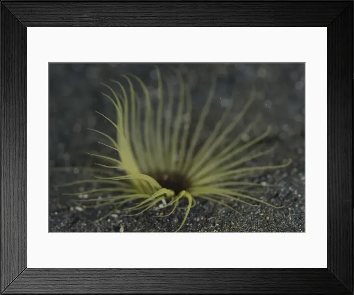 Framed Print : Picture No. 12019806 Framed Print : Picture No. 12019806