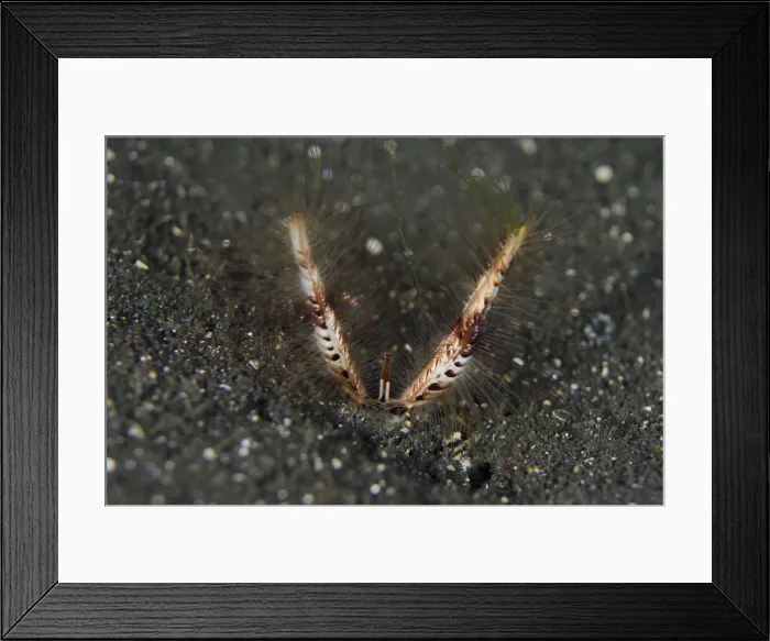 Framed Print : Picture No. 12019807 Framed Print : Picture No. 12019807
