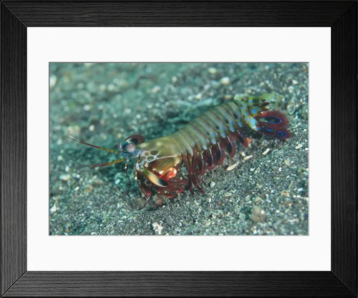 Framed Print : Picture No. 12019811 Framed Print : Picture No. 12019811