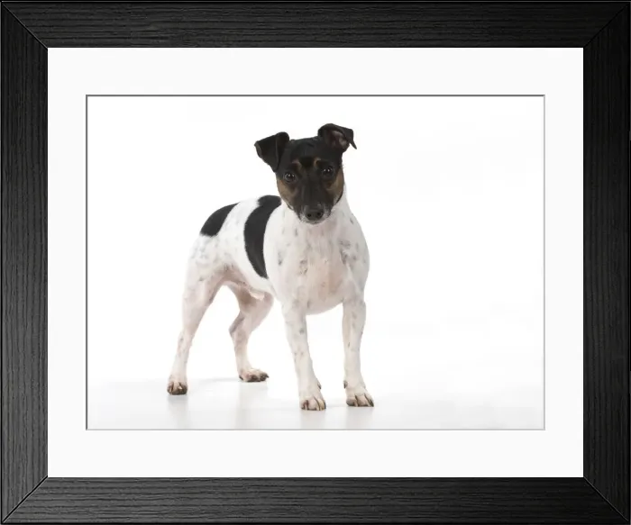 Framed Print : Picture No. 12019606
