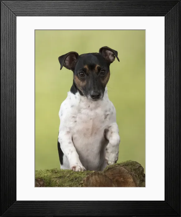 Framed Print : Picture No. 12019623
