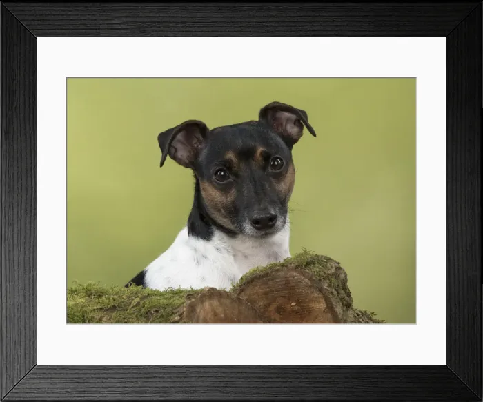 Framed Print : Picture No. 12019622