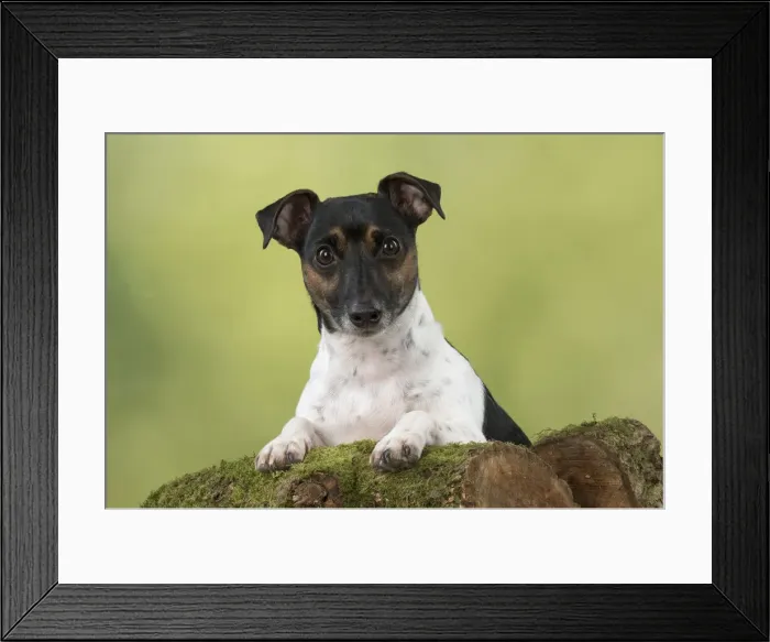 Framed Print : Picture No. 12019624