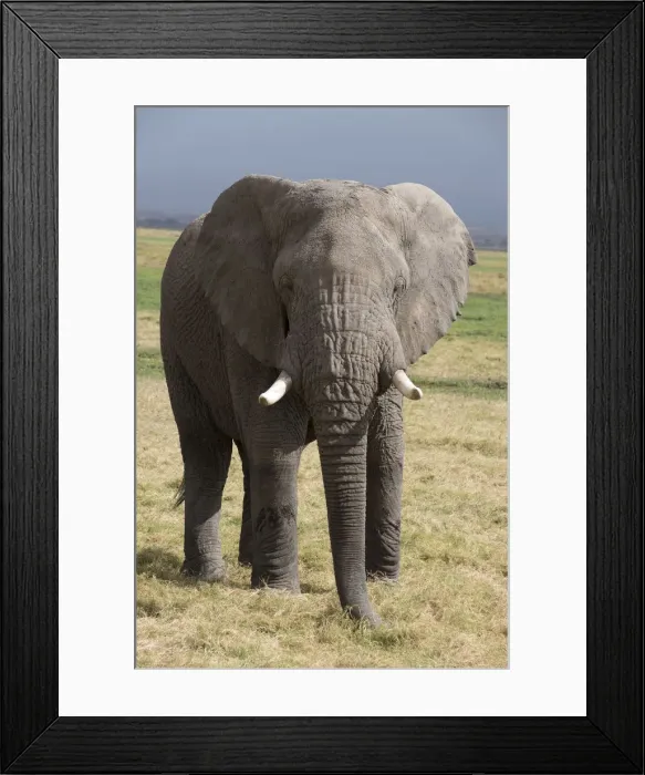 Framed Print : Picture No. 12019626 Framed Print : Picture No. 12019626