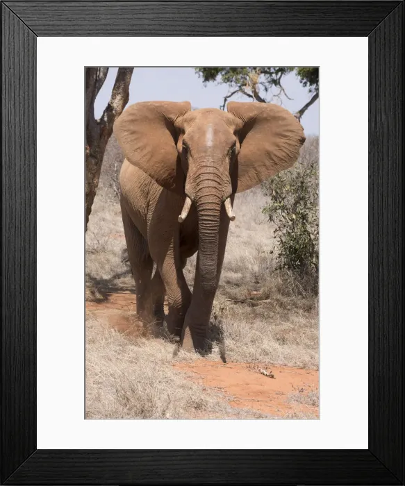 Framed Print : Picture No. 12019627 Framed Print : Picture No. 12019627