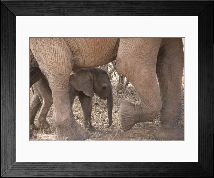 Framed Print : Picture No. 12019631 Framed Print : Picture No. 12019631