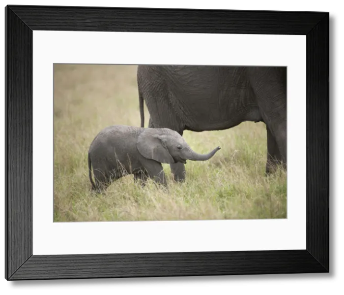 Framed Print : Picture No. 12019634 Framed Print : Picture No. 12019634
