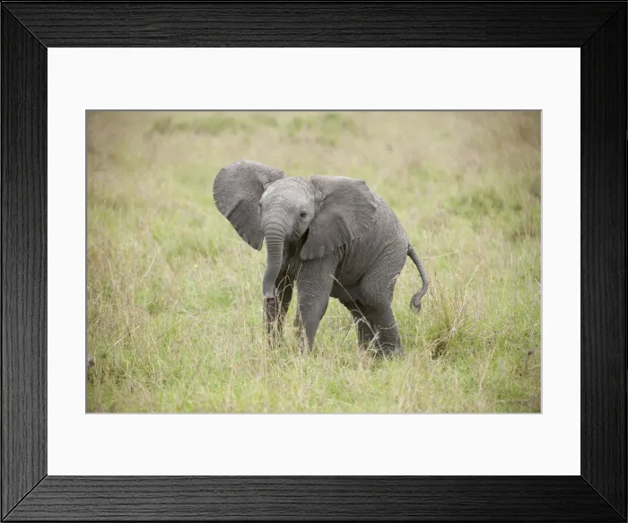 Framed Print : Picture No. 12019635 Framed Print : Picture No. 12019635