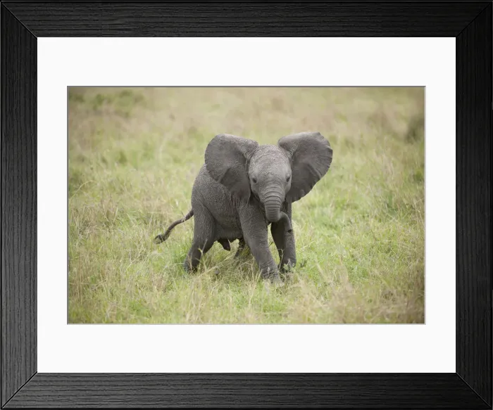 Framed Print : Picture No. 12019636 Framed Print : Picture No. 12019636