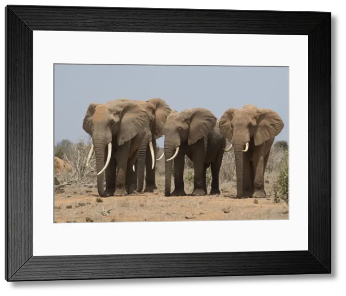 Framed Print : Picture No. 12019637 Framed Print : Picture No. 12019637