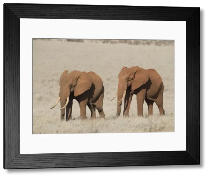 Framed Print : Picture No. 12019639 Framed Print : Picture No. 12019639