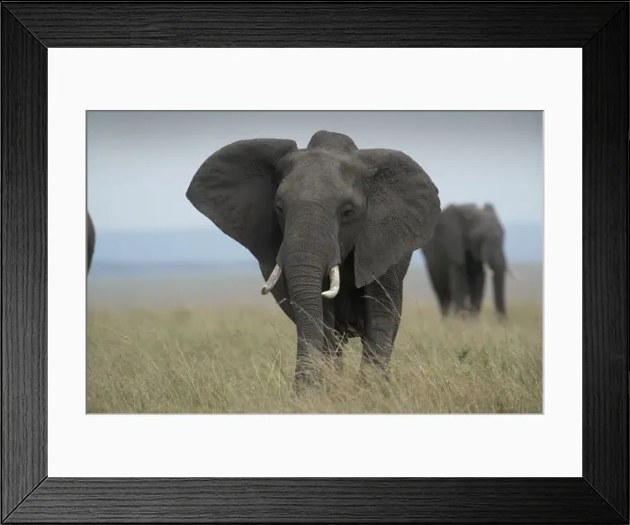 Framed Print : Picture No. 12019642 Framed Print : Picture No. 12019642