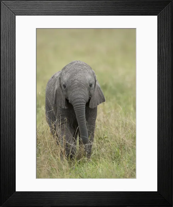 Framed Print : Picture No. 12019643 Framed Print : Picture No. 12019643