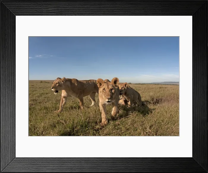 Framed Print : Picture No. 12019644 Framed Print : Picture No. 12019644