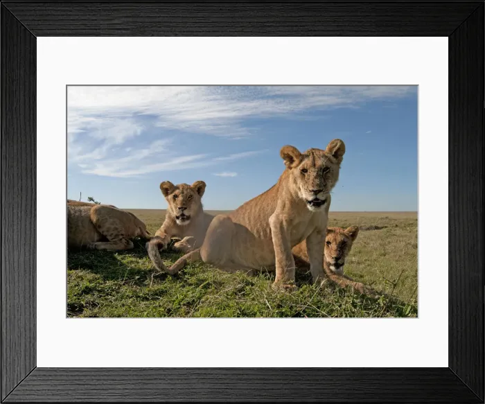 Framed Print : Picture No. 12019646 Framed Print : Picture No. 12019646