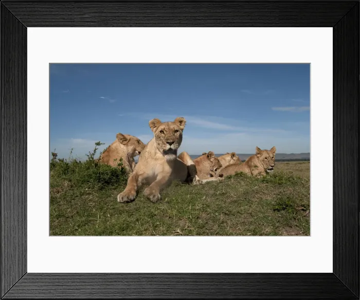 Framed Print : Picture No. 12019647 Framed Print : Picture No. 12019647