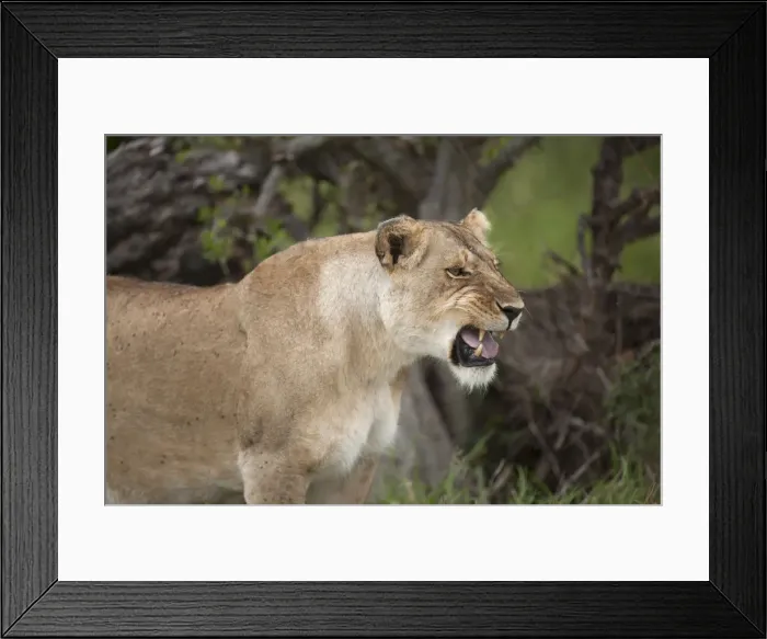 Framed Print : Picture No. 12019648 Framed Print : Picture No. 12019648